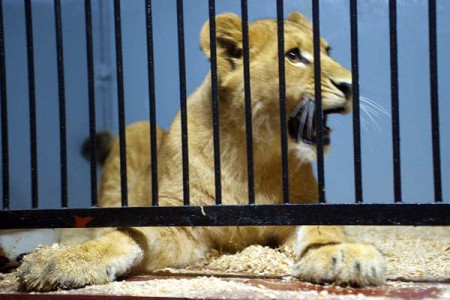 В Витебский зоопарк привезли 10-месячного львенка из Калининграда. Фото Сергея Серебро