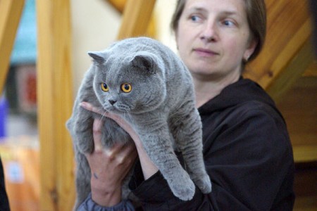 В Витебске проходит международная выставка кошек. Фото Сергея Серебро