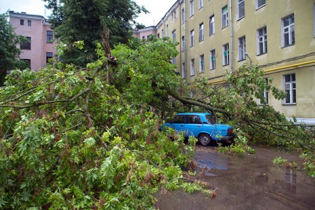 В Витебске ветер повалил несколько деревьев. Фото Сергея Серебро