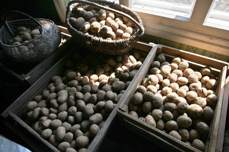 Витебская картошка будет дорожать каждый месяц и стоить больше, чем минская. Фото photo.bymedia.net