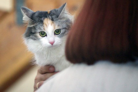 В Витебске прошла выставка кошек. Фото Сергея Серебро