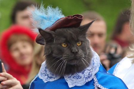 В Витебске прошла выставка кошек. Фото Сергея Серебро