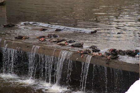 Несколько десятков уток погибли в Витебске по неизвестной причине. Фото Сергея Серебро