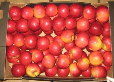 В Витебской области изъято почти 20 тонн яблок, которые везли в Россию. Фото kgk.gov.by