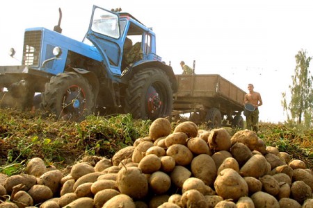 Житель Витебска украл у гродненца 23 тонны картофеля. Фото photo.bymedia.net