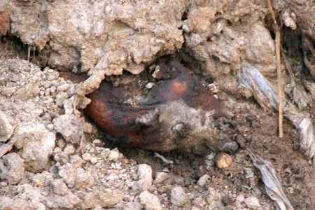 Недалеко от Витебска обнаружена не зарытая яма со свиньями, уничтоженными из-за вспышки АЧС. Фото Сергея Серебро