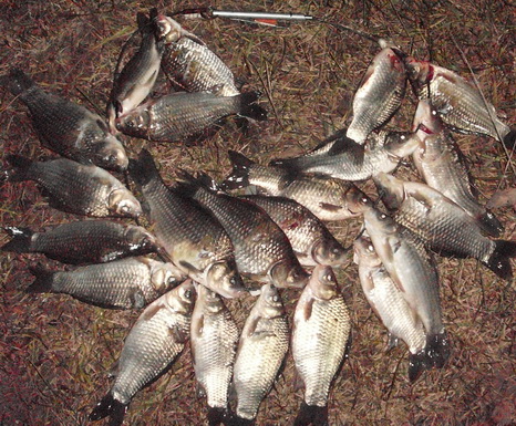 У браконьерствовавшего на Лукомском озере подводного охотника изъяли снаряжение. Фото gosinspekciya.gov.by