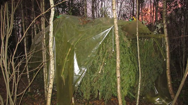 Поле с коноплей и полцентнера высушенной марихуаны обнаружили в Витебском районе. Фото УВД Витебского облисполкома
