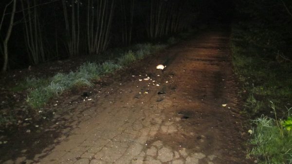 Мотоциклист разбился в Ушачском районе. Посмотрите на состояние дороги
