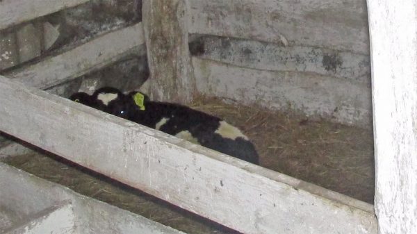 Чтобы сделать припасы на зиму двое парней в Поставском районе украли теленка с фермы, которую охранял отец одного из друзей. Фото УВД Витебского облисполкома