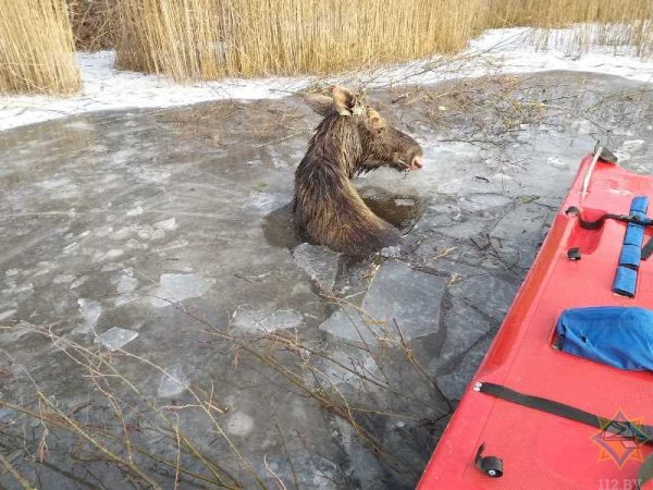 Лось попал в ледяную западню на озере Черново в Городокском районе. Фото МЧС