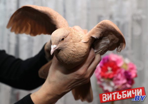Голубь, прилетевший в Витебск из-за Москвы. Фото Олега Климовича / «Витьбичи»