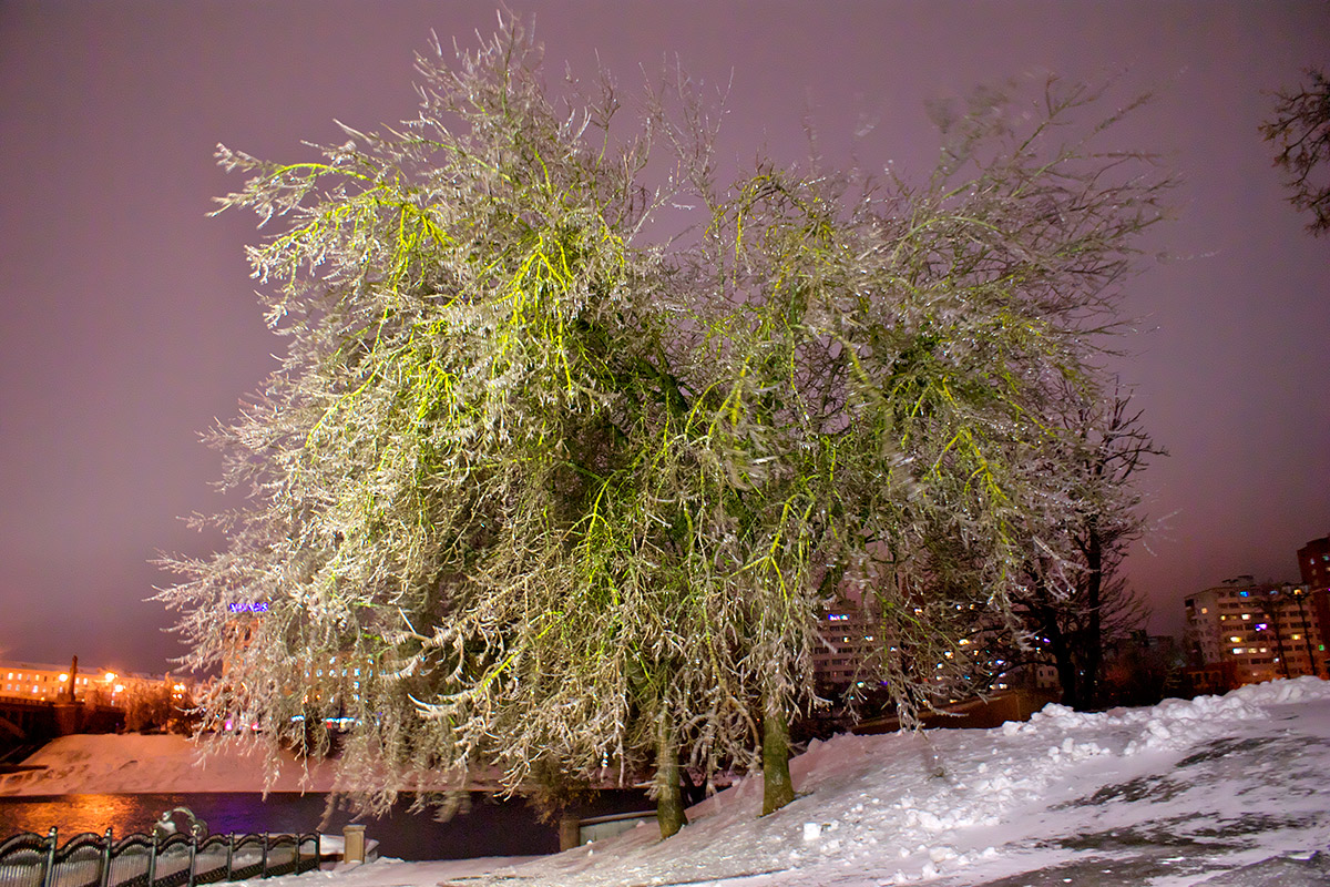 обледенелые деревья в устье Витьбы. Фото Сергея Серебро