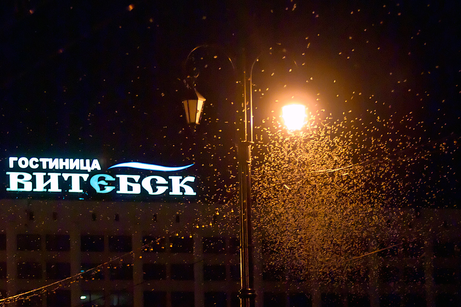 Полчища мотыльков над Витебском — на Двине начался массовый лет поденки. Фото Сергея Серебро